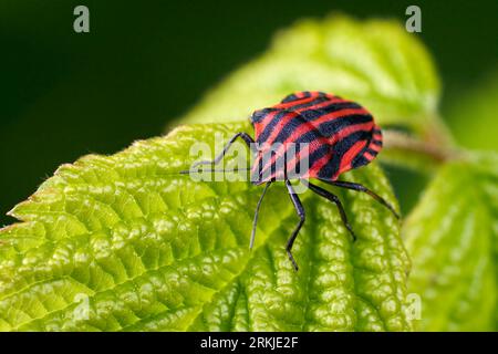 Gestreifte Wanze (Graphosoma italicum) von vorne auf einem grünen Blatt Stockfoto