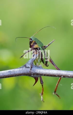 Würger, Rotkopfwürger hat eine Heuschrecke erbeutet und auf Dorne aufgespießt, Rotkopfwürger, Rotkopf-Würger, Würger, Lanius Senator, Holzchatten-Shrike, Stockfoto