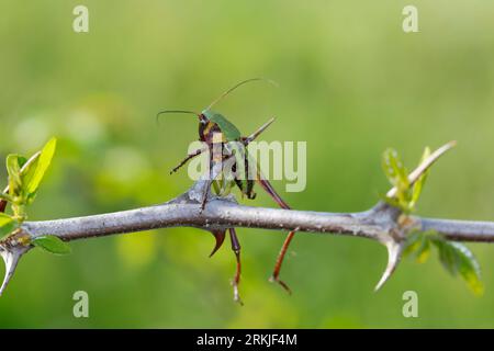 Würger, Rotkopfwürger hat eine Heuschrecke erbeutet und auf Dorne aufgespießt, Rotkopfwürger, Rotkopf-Würger, Würger, Lanius Senator, Holzchatten-Shrike, Stockfoto