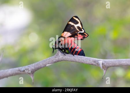 Würger, Rotkopfwürger hat einen Schmetterling, Nachtfalter erbeutet und auf Dorne aufgespießt, Rotkopfwürger, Rotkopf-Würger, Würger, Lanius Senator, Stockfoto