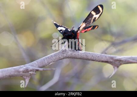 Würger, Rotkopfwürger hat einen Schmetterling, Nachtfalter erbeutet und auf Dorne aufgespießt, Rotkopfwürger, Rotkopf-Würger, Würger, Lanius Senator, Stockfoto