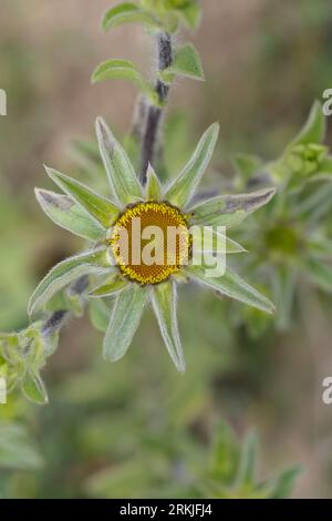 Stechendes Sternauge, Pallenis spinosa, Buphthalmum spinosum, Spiny Fleabane, Spiny Golden Wort, spiny Starwort, spiny Golden Star, le Pallénis épineu Stockfoto