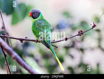 A vivid green Slaty-headed parakeet perched on a branch of a deciduous tree Stockfoto