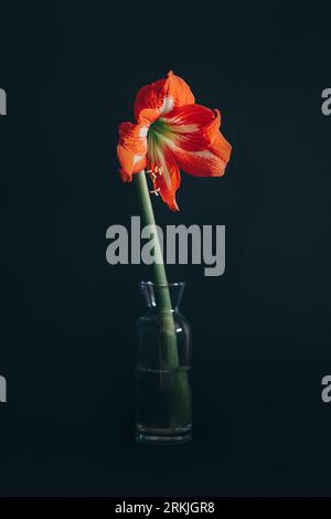 Beautiful red Amaryllis flower in a glass vase on a black background. Selected focus. Stock Photo