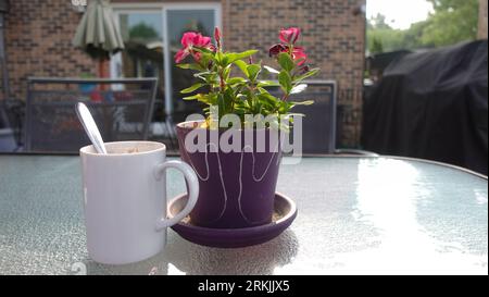 Kaffee und eine Topfpflanze auf einem Glastisch: Eine erfrischende und einladende Szene Stockfoto