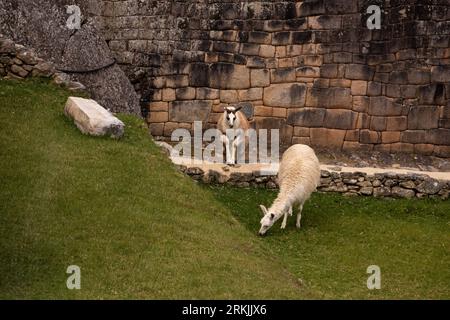 The two young lambs standing in front of a brick wall, grazing on lush green grass. Stock Photo