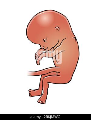 Kunstmedizinische Illustration, dunkelhäutiger Babyfoetus zwischen 16-20 Wochen, während des zweiten Schwangerschaftstrimesters, Fetusentwicklung, Geburt des Kindes. Stockfoto