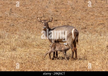 Wasserbockweibchen mit jungen Krankenpflegern, Tsavo East National Park, Kenia, Afrika Stockfoto