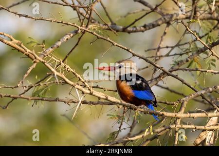 Graukopf-eisvogel (Halcyon leucocephala), auf einem Zweig, Tsavo Nationalpark, Kenia, Afrika Stockfoto