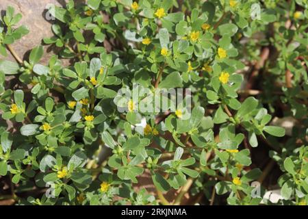 Ringelblume (Portulaca oleracea) Stockfoto