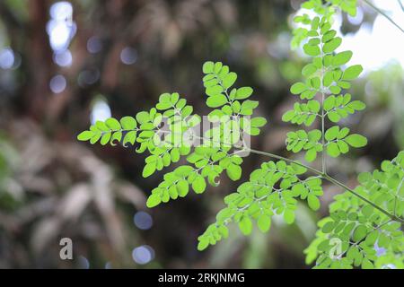 Grüne Blätter des Moringa-Baumes Stockfoto