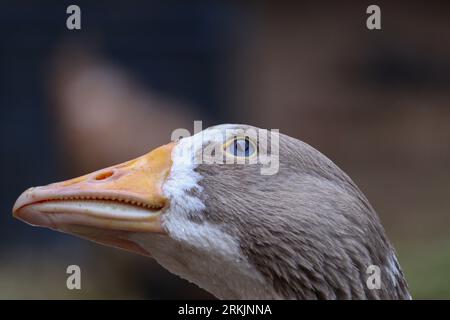 Schönes Porträt für eine Hausgans Stockfoto