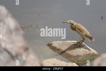 Steinreiher (Ardeola ralloides) Stockfoto