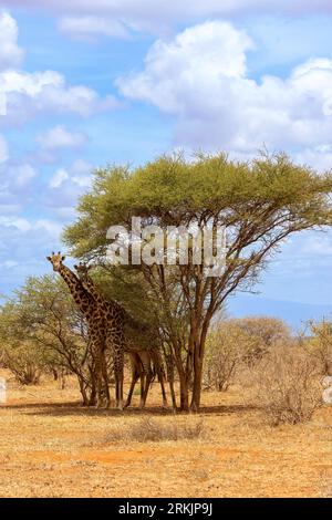Masai Giraffe (Giraffa camelopardalis tippelskirchi), unter Akazien , auf der Suche nach Schatten, Tsavo Nationalpark, Kenia, Afrika Stockfoto