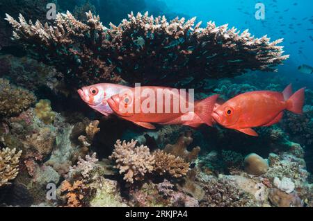 Big-eye oder Goggle-eye (Priacanthus hamrur). Rotes Meer, Ägypten. Stockfoto