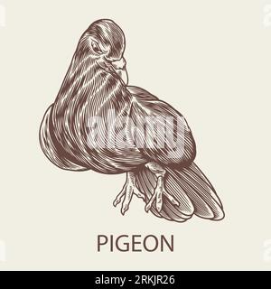 Pigeon hand drawn engraving sketch in vintage style. Exotic bird, symbol of love isolated. Concept for logo, card, print, fabric, textile and etc. Vec Stock Vektor
