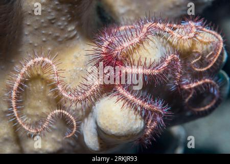 Dark red spined brittlestar [Ophiothrix purpurea].  Tulamben, Bali, Indonesia. Stock Photo