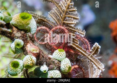 Dunkelrot-spinnender Stern [Ophiothrix purpurea] mit grünen Urnenseespritzen[Didemnum molle]. Tulamben, Bali, Indonesien. Stockfoto