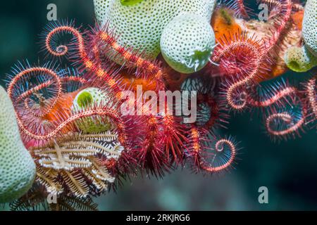 Dunkelrot-spinnender Stern [Ophiothrix purpurea] mit grünen Urnenseespritzen[Didemnum molle]. Tulamben, Bali, Indonesien. Stockfoto