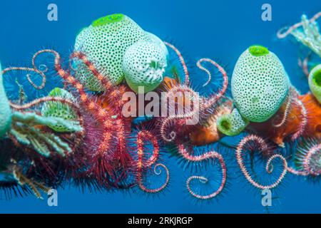 Dunkelrot-spinnender Stern [Ophiothrix purpurea] mit grünen Urnenseespritzen[Didemnum molle]. Tulamben, Bali, Indonesien. Stockfoto