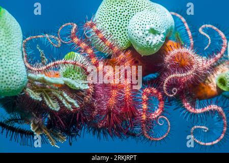 Dunkelrot-spinnender Stern [Ophiothrix purpurea] mit grünen Urnenseespritzen[Didemnum molle]. Tulamben, Bali, Indonesien. Stockfoto