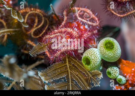 Dunkelrot-spinnender Stern [Ophiothrix purpurea] mit grünen Urnenseespritzen[Didemnum molle]. Tulamben, Bali, Indonesien. Stockfoto