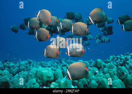 Red tail or Collared butterflyfish (Chaetodon collare) swimming over corals.  Andaman Sea, Thailand. Stock Photo