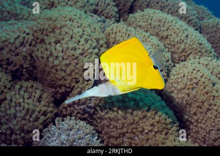 Langnasen-Butterflyfish (Forcipiger Flavissimus). Bunaken NP, Nord-Sulawesi, Indonesien. Stockfoto