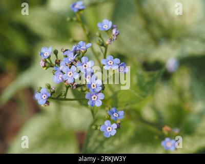 Familie Der Boraginaceae. Wissenschaftliche Bezeichnung: Boraginaceae. Höhere Klassifikation: Boraginales. Königreich: Plantae. Stockfoto