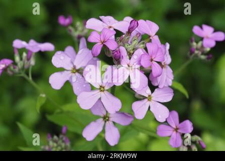 Dame's Rakete. Wissenschaftlicher Name: Hesperis matronalis. Familie: Brassicaceae. Bestellung: Capparales. Königreich: Plantae. Stockfoto