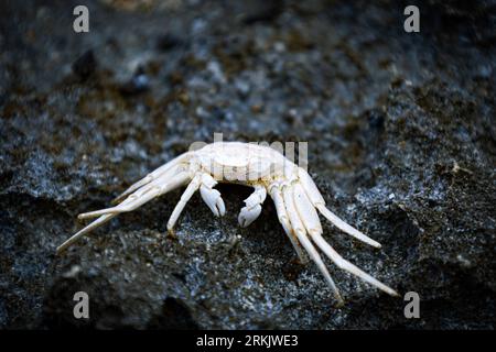 Eine weiße Krabbe, die auf grauen Felsen in der Nähe des Meeres thront Stockfoto