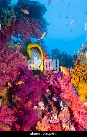 Black-backed butterflyfish (Chaetodon melannotus) with soft corals.  Red Sea, Egytpt. Stock Photo