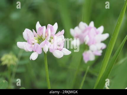 Crown Vetch (Lila Krone Vetch). Wissenschaftliche Bezeichnung: Securigera varia. Familie: Fabaceae. Bestellung: Fabales. Königreich: Plantae. Stockfoto