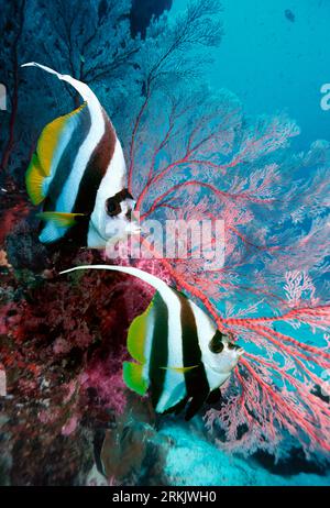 Schooling bannerfish (Heniochus diphreutes) with gorgonian en soft corals.  Andaman Sea, Thailand. Stock Photo