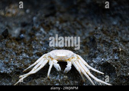 Eine weiße Krabbe, die auf grauen Felsen in der Nähe des Meeres thront Stockfoto