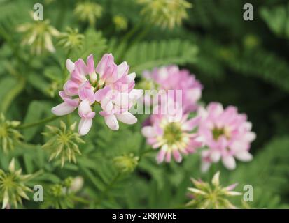Crown Vetch (Lila Krone Vetch). Wissenschaftliche Bezeichnung: Securigera varia. Familie: Fabaceae. Bestellung: Fabales. Königreich: Plantae. Stockfoto