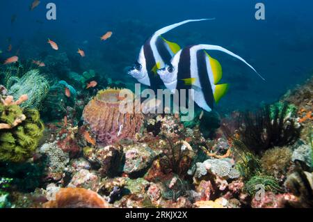 Longfin bannerfish (Heniochus acuminatus) over coral reef.  Bali, Indonesia. Stock Photo