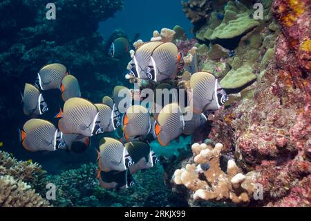 Kragen oder Redtail Butterflyfish (Chaetodontidae Collare).  Andamanensee, Thailand. Stockfoto