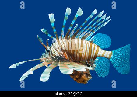 Lion or Turkeyfish (Pterois volitans) cut-out on  blue background.. Stock Photo