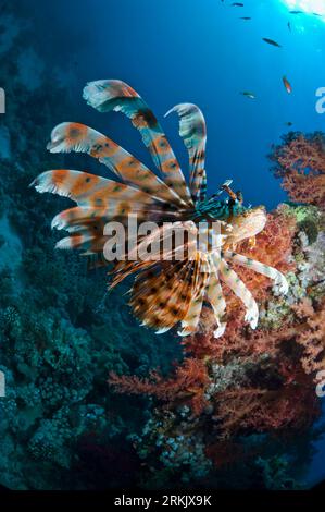 Lionfish (Pterois volitans).  Egypt, Red Sea. Stock Photo