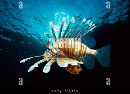 Lionfish (Pterois volitans).  Egypt, Red Sea. Stock Photo