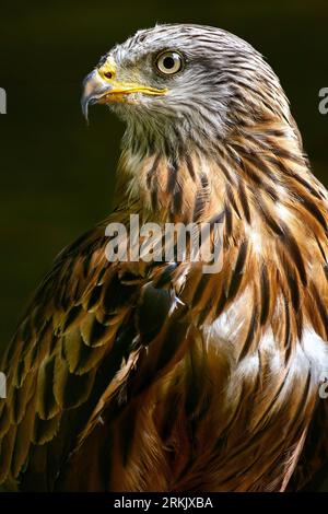 A Red kite in profile against a shadowy backdrop, its wings outstretched in a majestic pose Stock Photo