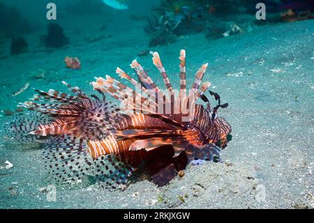 Lionfish or Turkeyfish (Pteroid volitans) pair swimming over sandy sea bed.  Rinca, Komodo National Park, Indonesia. Stock Photo