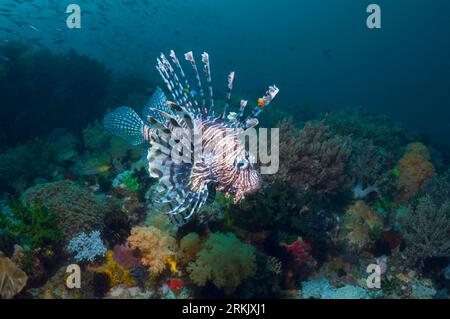 Lionfish or Turkeyfish (Pterois volitans) hunting over coral reef.  Rinca, Komodo National Park, Indonesia. Stock Photo