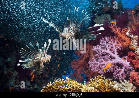 Korallenriff-Landschaft mit einem Paar Rotlionfische (Pterois volitans), Weichkorallen (Dendronephthya sp) und einer Schule von Pygmäen Kehrmaschinen (Parapriacanthus gue Stockfoto
