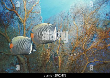 Redtail or Collared butterflyfish (Chaetodon collare) swimming past sea fans.  Andaman Sea, Thailand. Stock Photo