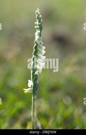 Zierliche weiße Blüten der britischen Herbstfrauenspießorchidee Spiranthes spiralis, die im Gras New Forest, Hampshire UK August, wächst Stockfoto