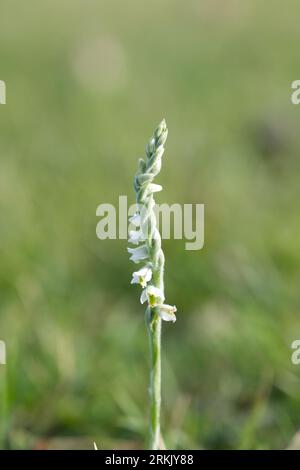 Zierliche weiße Blüten der britischen Herbstfrauenspießorchidee Spiranthes spiralis, die im Gras New Forest, Hampshire UK August, wächst Stockfoto