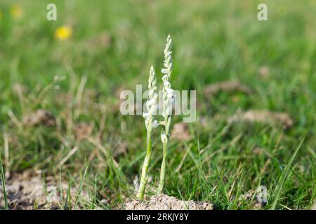 Zierliche weiße Blüten der britischen Herbstfrauenspießorchidee Spiranthes spiralis, die im Gras New Forest, Hampshire UK August, wächst Stockfoto