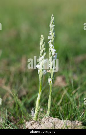 Zierliche weiße Blüten der britischen Herbstfrauenspießorchidee Spiranthes spiralis, die im Gras New Forest, Hampshire UK August, wächst Stockfoto